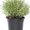 Bio Küchen-Thymian (Thymus Vulgaris 'Compactus')
