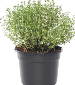 Bio Küchen-Thymian (Thymus Vulgaris 'Compactus')