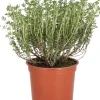 Bio Küchen-Thymian (Thymus vulgaris) D 12 H 15 cm