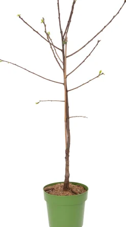 Bio Kirsche (Prunus avium 'Hedelfinger') D 23 H 80 cm