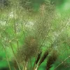 Bio Knollenfenchel (Foeniculum Vulgare 'Purpureum')