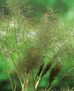 Bio Knollenfenchel (Foeniculum Vulgare 'Purpureum')