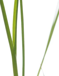 Bio Lauch (Allium porrum) D 9 H 5 cm