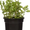 Bio Minze (Mentha spicata 'Maroccan') D 13 H 15 cm
