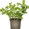 Bio Minze (Mentha spicata 'Maroccan') D 12 H 15 cm