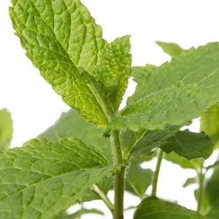 Bio Minze (Mentha spicata 'Maroccan') D 12 H 15 cm