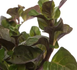 Bio Orangen-Minze (Mentha piperata 'Orange') D 13 H 10 cm