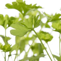 Bio Petersilie (Petroselinum crispum) D 9 H 5 cm