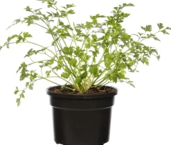 Bio Petersilie (Petroselinum crispum 'Gigante d'Italia') D 13 H 10 cm