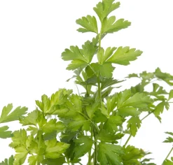 Bio Petersilie (Petroselinum crispum 'Gigante d'Italia') D 13 H 10 cm