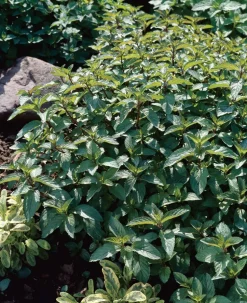 Bio Pfefferminze (Mentha Piperita 'Cinderella')
