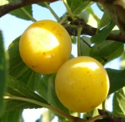 Bio Pflaume (Prunus domestica 'Mirabelle de Nancy') D 26 H 150 cm
