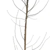Bio Pflaume (Prunus domestica 'Opal') D 26 H 150 cm