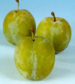Bio Pflaume (Prunus domestica 'Reine-Claude d'Oullins') D 26 H 150 cm