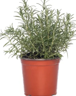 Bio Rosmarin (Rosmarinus officinalis) D 14 H 20 cm