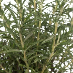 Bio Rosmarin (Rosmarinus officinalis) D 14 H 20 cm