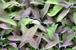 Bio Rotblättriger Salbei (Salvia Officinalis 'Purpurascens')