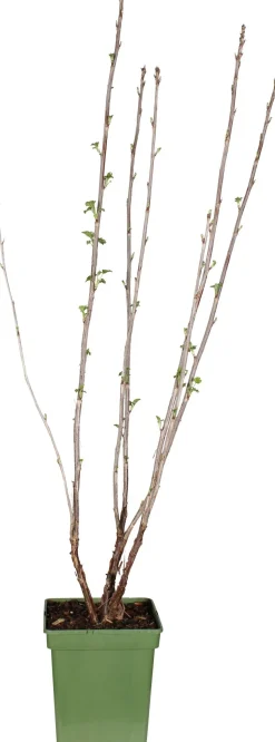 Bio Rote Johannisbeere (Ribes rubrum 'Jonkheer van Tets') H 100 cm