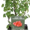 Bio Rote Johannisbeere (Ribes rubrum 'Jonkheer van Tets') D 19 H 50 cm