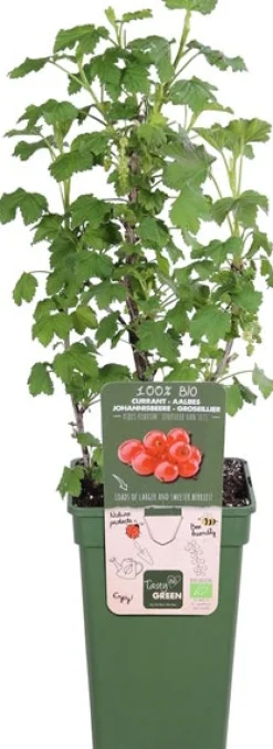 Bio Rote Johannisbeere (Ribes rubrum 'Jonkheer van Tets') D 19 H 50 cm