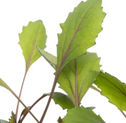 Bio Rotkohl (Brassica oleracea Capitata) D 9 H 5 cm