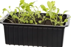 Bio Rucola (Eruca sativa) D 9 H 5 cm