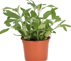 Bio Salbei (Salvia officinalis) D 12 H 15 cm