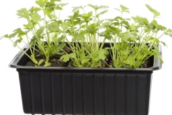 Bio Sellerie (Apium graveolens var. Secalinum) D 9 H 5 cm