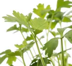 Bio Sellerie (Apium graveolens var. Secalinum) D 9 H 5 cm