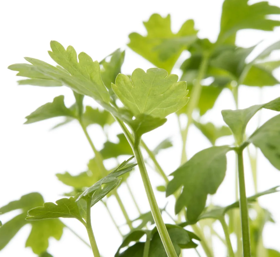 Bio Sellerie (Apium graveolens var. Secalinum) D 9 H 5 cm