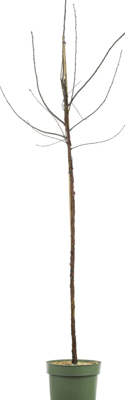 Bio Süßkirsche (Prunus avium 'Regina') D 26 H 150 cm