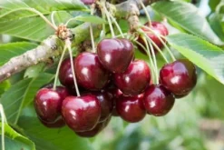 Bio Süßkirsche (Prunus avium 'Lapins') D 26 H 150 cm