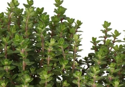 Bio Thymian (Thymus vulgares 'Faustini') D 14 H 10 cm