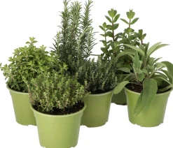 Bio Thymian (Thymus vulgares 'Faustini') D 14 H 10 cm