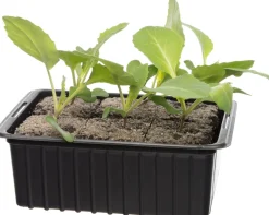 Bio Weißkohl (Brassica oleracea Capitata) D 9 H 5 cm