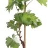 Bio Weintraube weiß, kernlos (Vitis vinifera Centennial Seedless') D 19 H 55 cm
