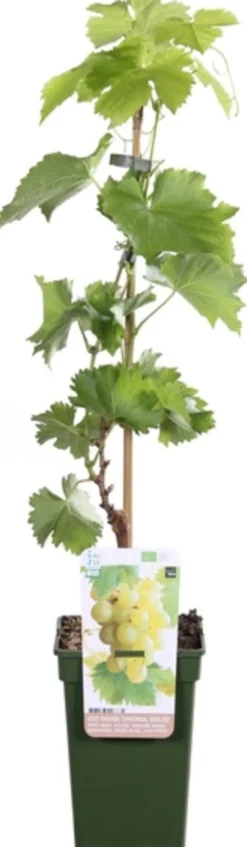 Bio Weintraube weiß, kernlos (Vitis vinifera Centennial Seedless') D 19 H 55 cm