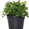 Bio Zitroenmelisse (Melissa officinalis) D 14 H 20 cm