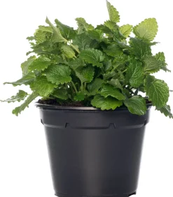 Bio Zitroenmelisse (Melissa officinalis) D 14 H 20 cm