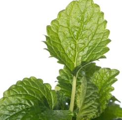 Bio Zitroenmelisse (Melissa officinalis) D 14 H 20 cm