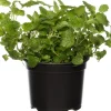 Bio Zitroenmelisse (Melissa officinalis) D 12 H 20 cm