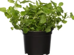 Bio Zitroenmelisse (Melissa officinalis) D 12 H 20 cm