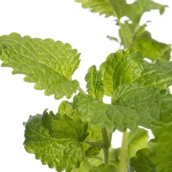 Bio Zitroenmelisse (Melissa officinalis) D 12 H 20 cm