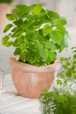 Bio Zitronenmelisse (Melissa officinalis) D 13 H 10 cm