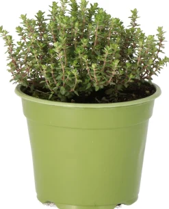 Bio Zitronen-Thymian (Thymus citriodorus 'Aureus') D 14 H 10 cm