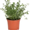 Bio Zitronen-Thymian (Thymus citriodorus) D 12 H 15 cm