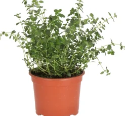 Bio Zitronen-Thymian (Thymus citriodorus) D 12 H 15 cm