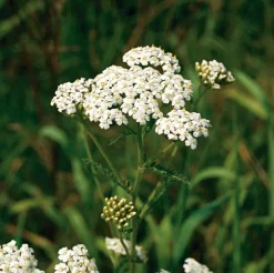 Biologische Schafgarbe (Achillea Millefolium)