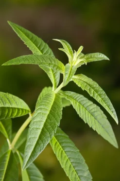 Biologische Zitronenverbene (Aloysia triphylla) D 13 H 20 cm