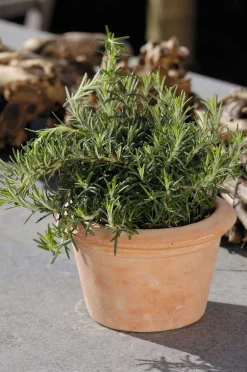 Biologischer kriechender Rosmarin (Rosmarinus Officinalis 'Capri')